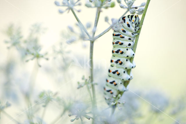 Koninginnepage (Papilio machaon)