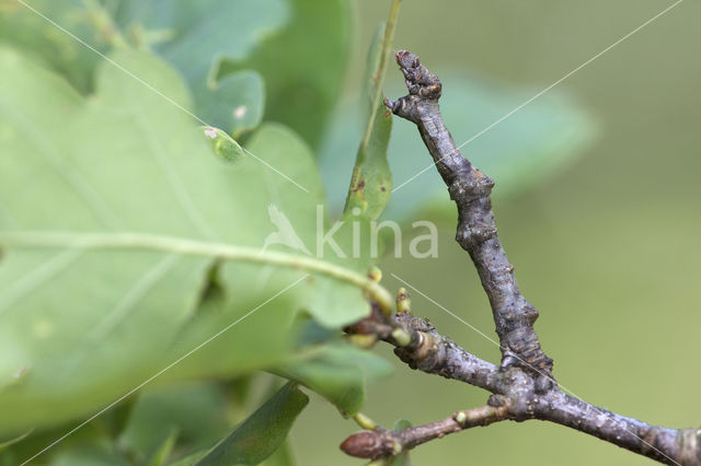 September Thorn (Ennomos erosaria)