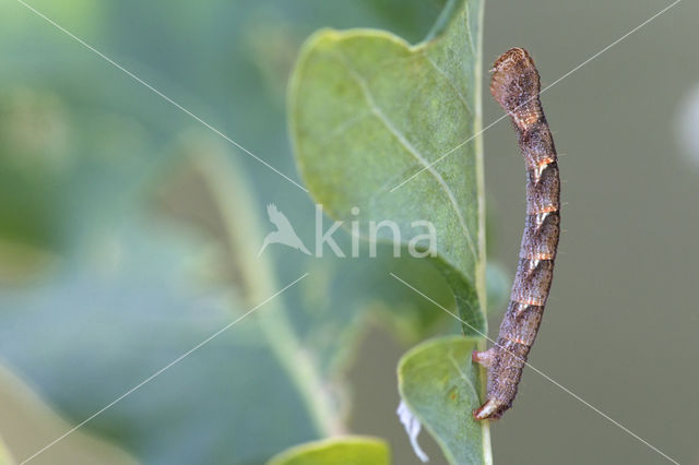 Gestippelde oogspanner (Cyclophora punctaria)