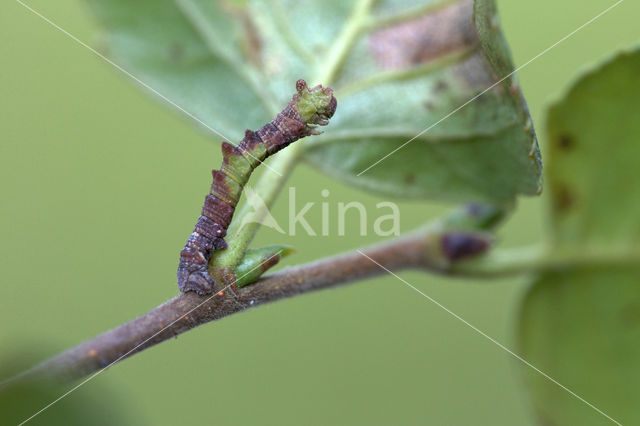 Large Emerald (Geometra papilionaria)
