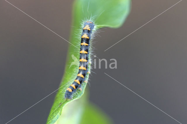 Hageheld (Lasiocampa quercus)