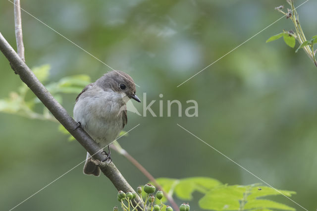 European Pied Flycatcher (Ficedula hypoleuca)