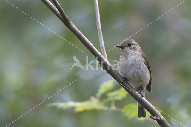 European Pied Flycatcher (Ficedula hypoleuca)