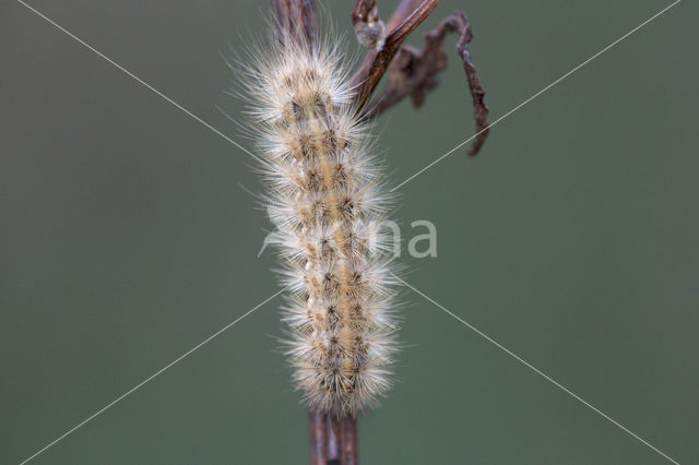 Witte tijger (Spilosoma lubricipeda)