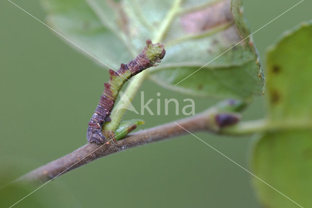 Zomervlinder (Geometra papilionaria)