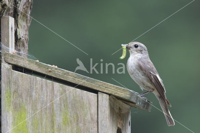 European Pied Flycatcher (Ficedula hypoleuca)