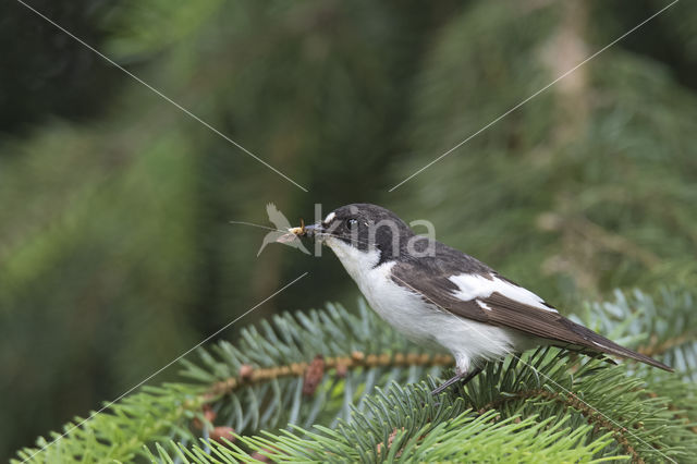 European Pied Flycatcher (Ficedula hypoleuca)