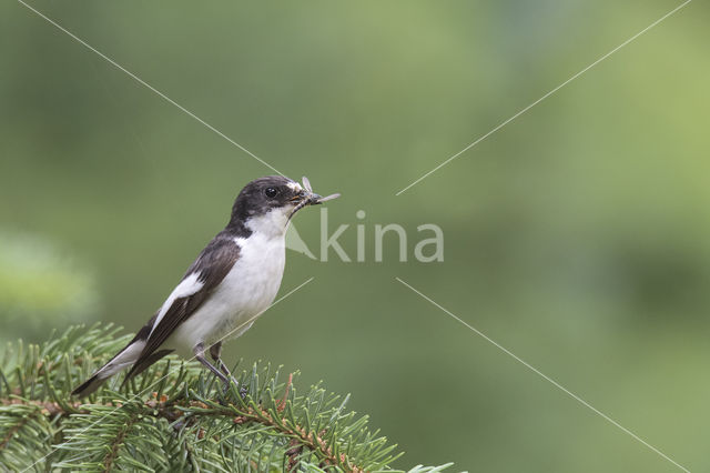 Bonte Vliegenvanger (Ficedula hypoleuca)