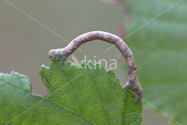 Witvlekspikkelspanner (Parectropis similaria)