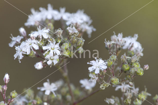 Gipskruid (Gypsophila fastigiata)