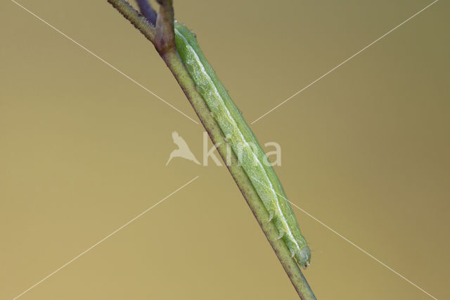 Lacanobia contigua
