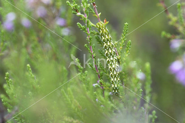 Roodbont heide-uiltje (Anarta myrtilli)