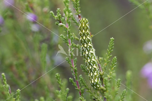 Roodbont heide-uiltje (Anarta myrtilli)