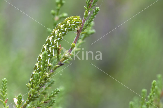 Roodbont heide-uiltje (Anarta myrtilli)