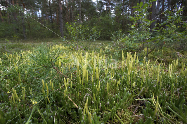 Stag's-horn Clubmoss (Lycopodium clavatum)