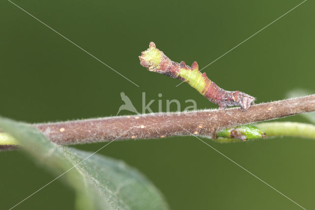 Zomervlinder (Geometra papilionaria)