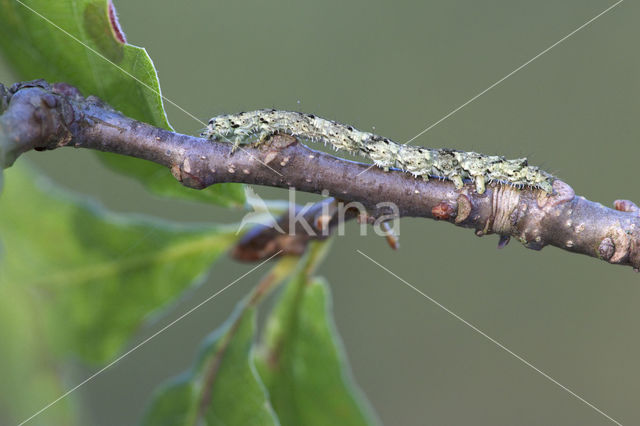 Bruine sikkeluil (Laspeyria flexula)