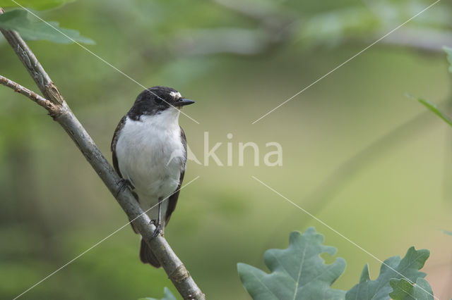 Bonte Vliegenvanger (Ficedula hypoleuca)