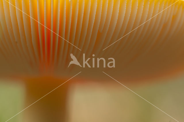Vliegenzwam (Amanita muscaria)