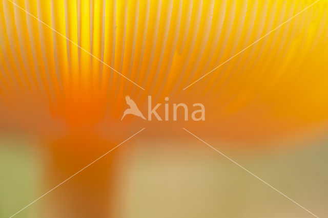 Fly agaric (Amanita muscaria)
