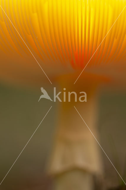 Fly agaric (Amanita muscaria)