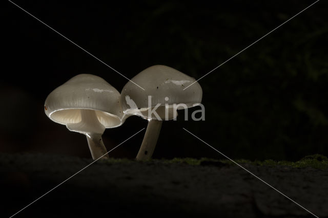 Porcelain fungus (Oudemansiella mucida)