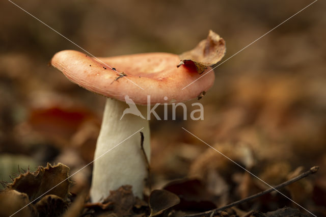 Smakelijke russula (Russula vesca)