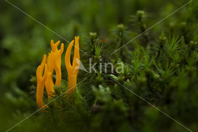 Kleverig koraalzwammetje (Calocera viscosa)