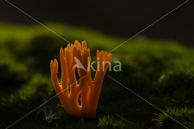 Yellow turning fork (Calocera viscosa)