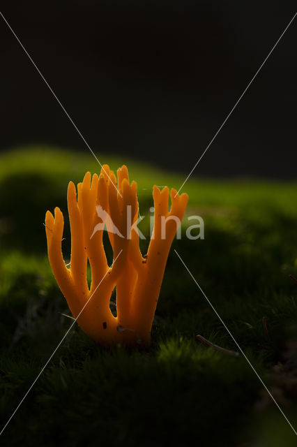 Yellow turning fork (Calocera viscosa)