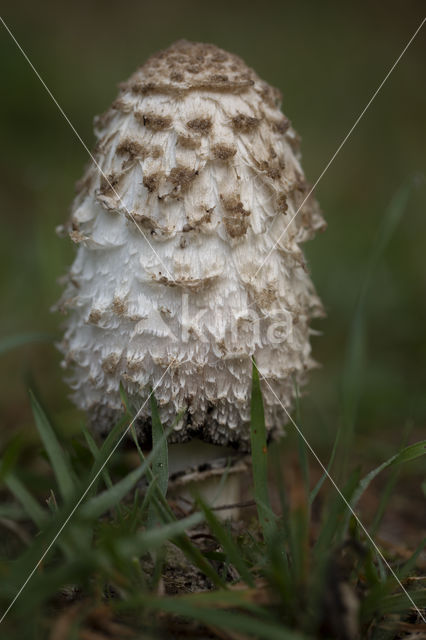 Geschubde inktzwam (Coprinus comatus)