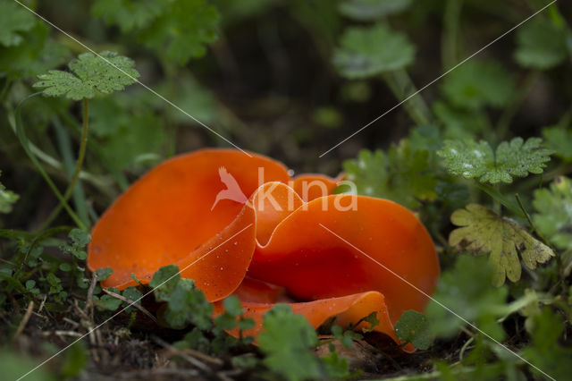 Grote oranje bekerzwam (Aleuria aurantia)