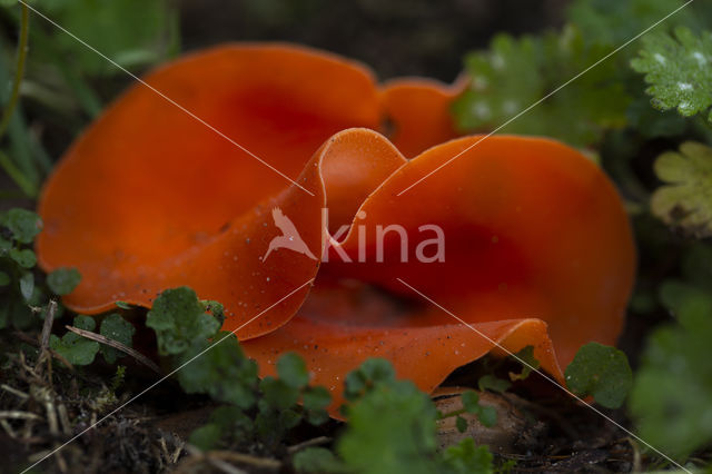 Grote oranje bekerzwam (Aleuria aurantia)