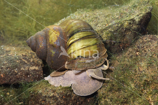 chinesemoerasslak (bellamya chinensis)