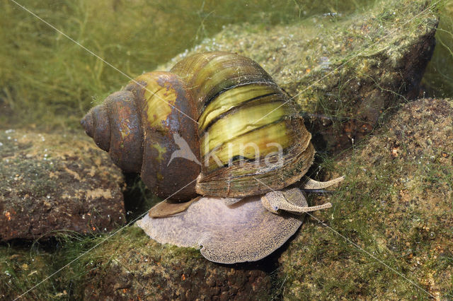 chinesemoerasslak (bellamya chinensis)