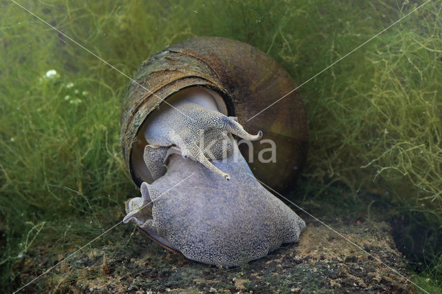 chinesemoerasslak (bellamya chinensis)