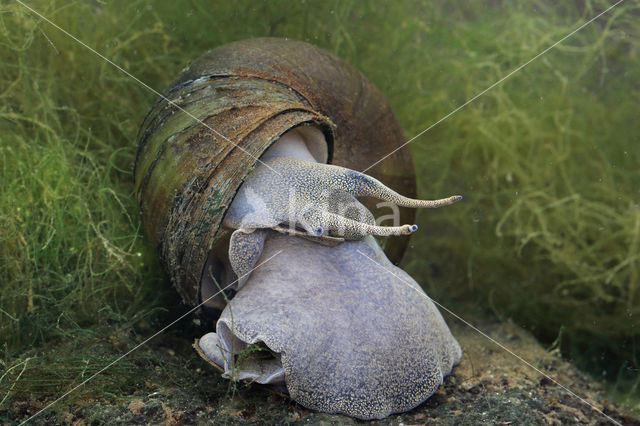 chinesemoerasslak (bellamya chinensis)