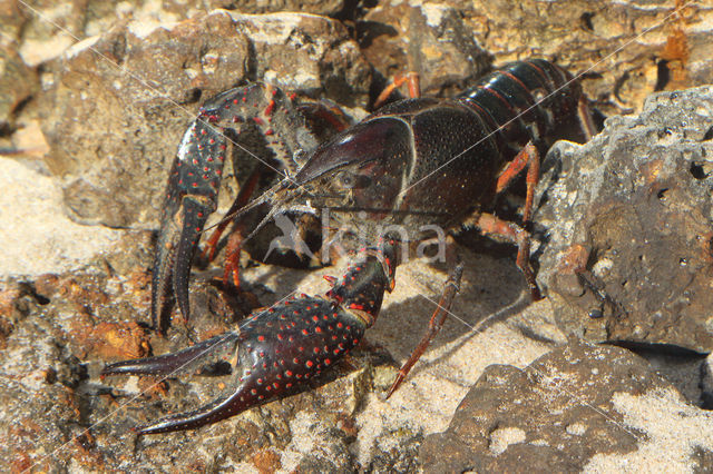 Red swamp crayfish (Procambarus clarkii)