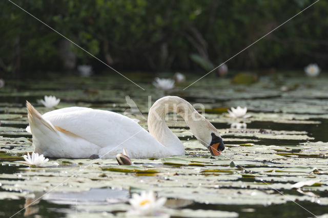 Knobbelzwaan (Cygnus olor)