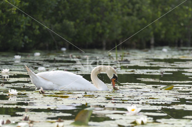 Knobbelzwaan (Cygnus olor)