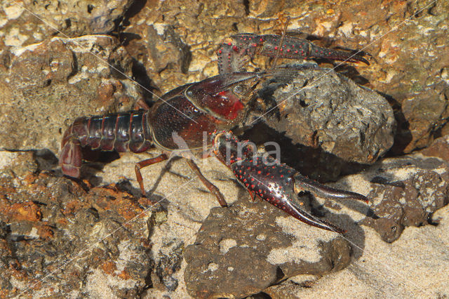 Rode Amerikaanse rivierkreeft (Procambarus clarkii)