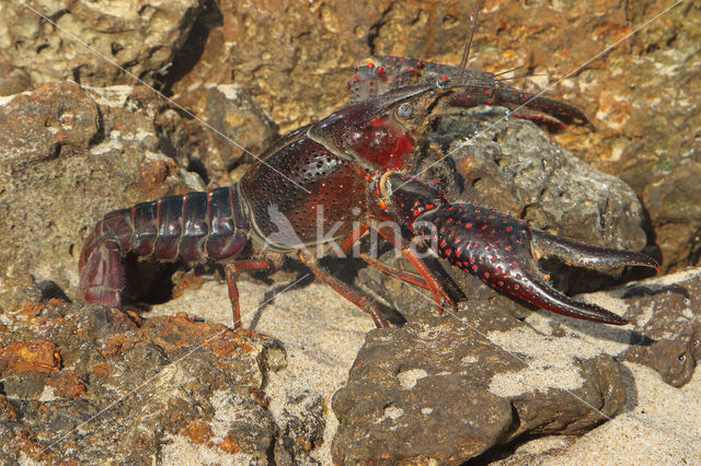 Red swamp crayfish (Procambarus clarkii)