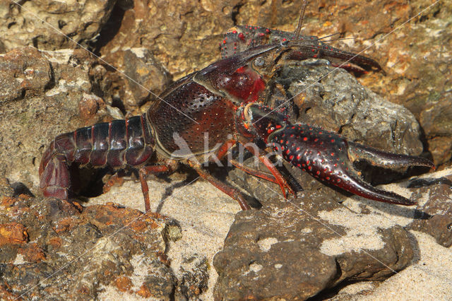 Red swamp crayfish (Procambarus clarkii)