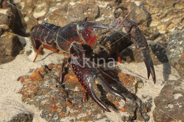 Red swamp crayfish (Procambarus clarkii)