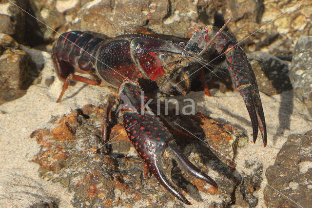 Rode Amerikaanse rivierkreeft (Procambarus clarkii)