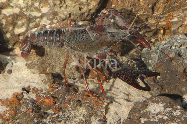 Red swamp crayfish (Procambarus clarkii)