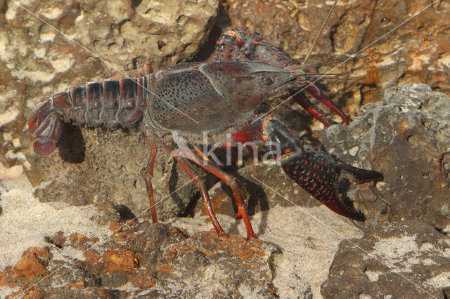 Red swamp crayfish (Procambarus clarkii)