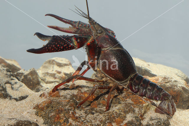 Red swamp crayfish (Procambarus clarkii)