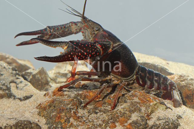 Red swamp crayfish (Procambarus clarkii)