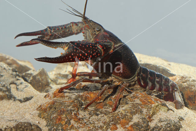 Rode Amerikaanse rivierkreeft (Procambarus clarkii)